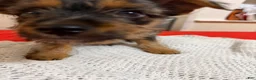Mixed Breed dogs for sale: Mochi - Ad 4