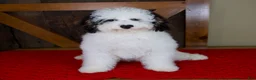 Mini Bernedoodle dogs for sale: Molly - Micro Mini Teddy Bear - Ad 6