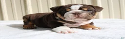 English Bulldog dogs for sale: Blaze - Ad 11