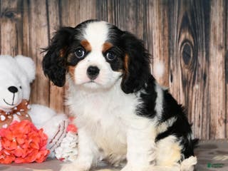 Cavalier King Charles Spaniel dogs Enzo - Ad 42