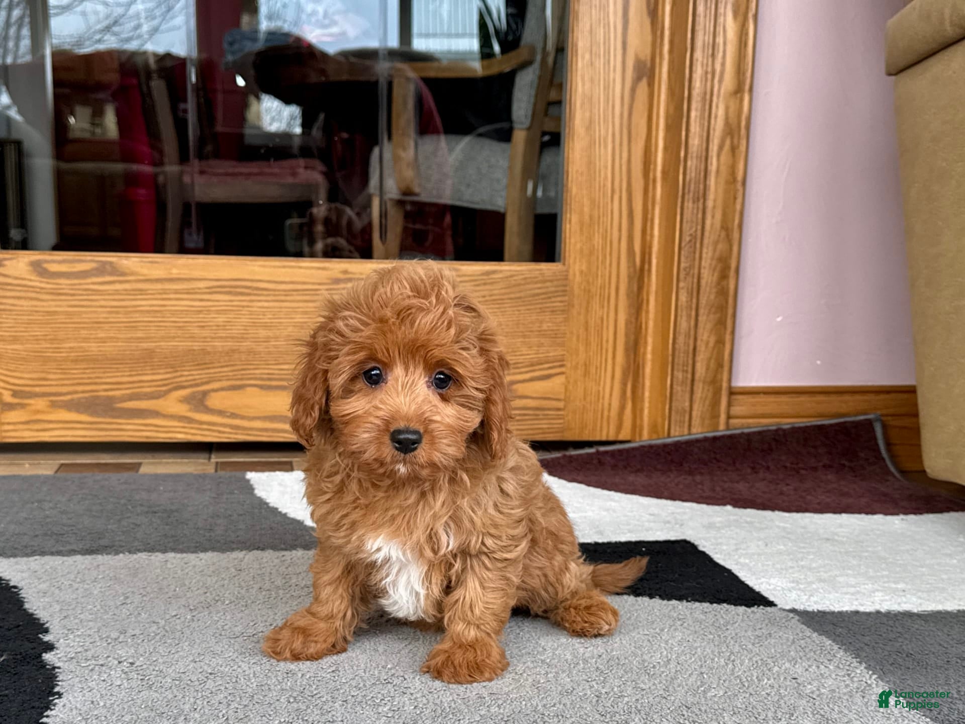 Cockapoo dogs Leona F1b - Ad 2