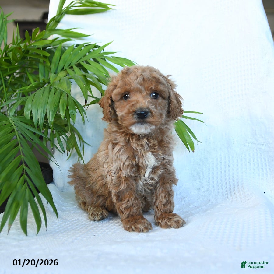 Miniature Poodle dogs Hero - Ad 28