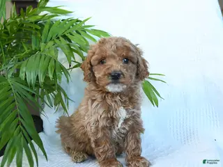 Miniature Poodle dogs Hero - Ad 28