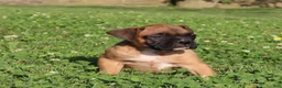 Boxer dogs for sale: Otis - Ad 12