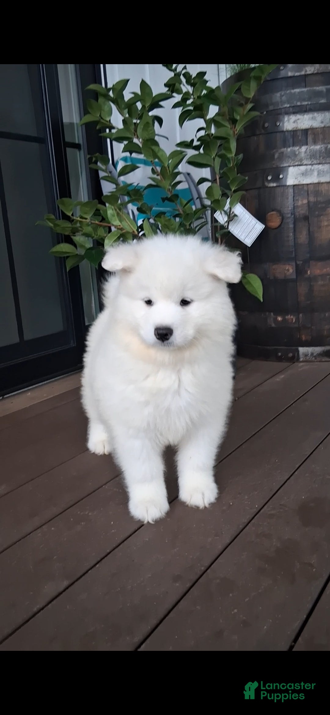 Samoyed dogs Flex - Ad 1