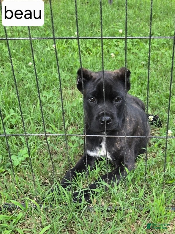Cane Corso dogs Beau - Ad 2