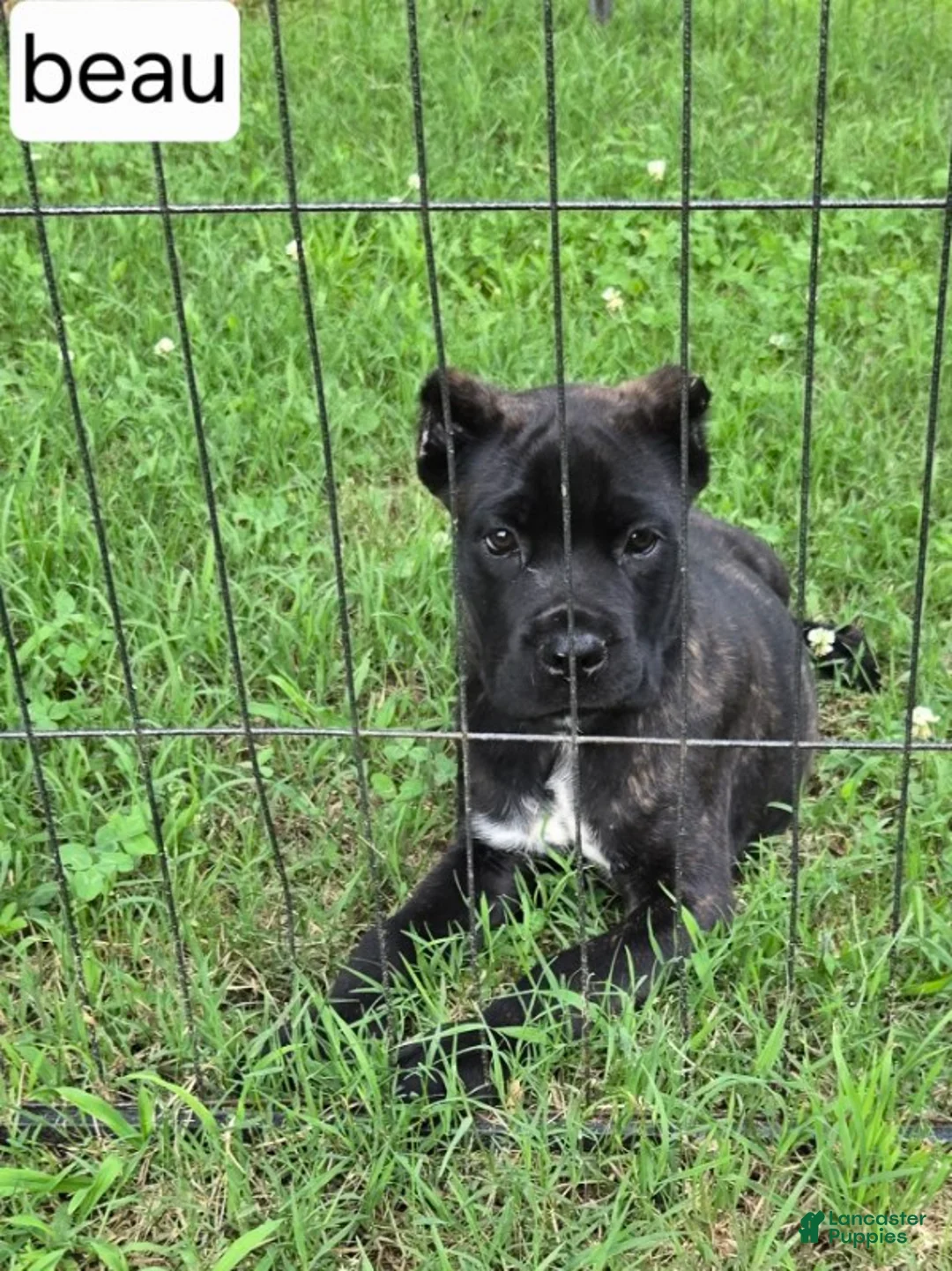 Cane Corso dogs for sale: Beau - Ad 2