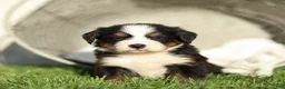Bernese Mountain Dog dogs for sale: Jasmine Bernese Mountain Dog  - Ad 2