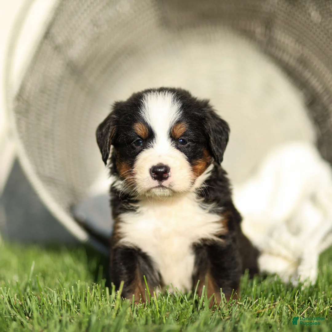 Bernese Mountain Dog dogs for sale: Jasmine Bernese Mountain Dog  - Ad 2