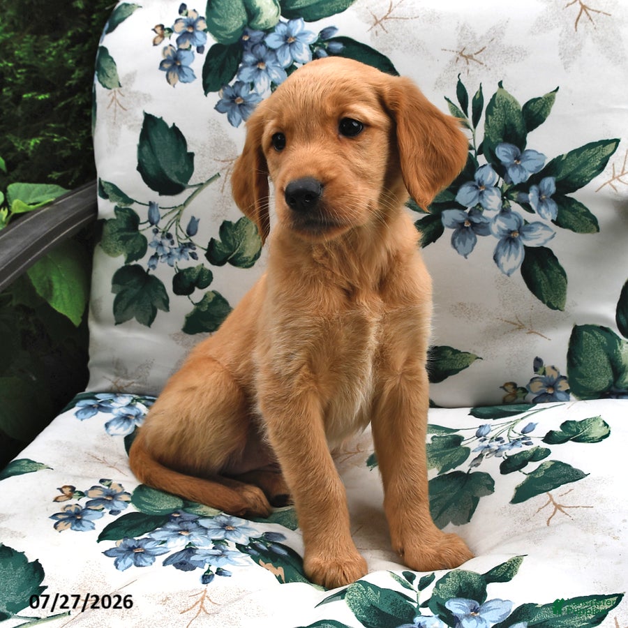Golden Retriever dogs Jackie - Ad 2