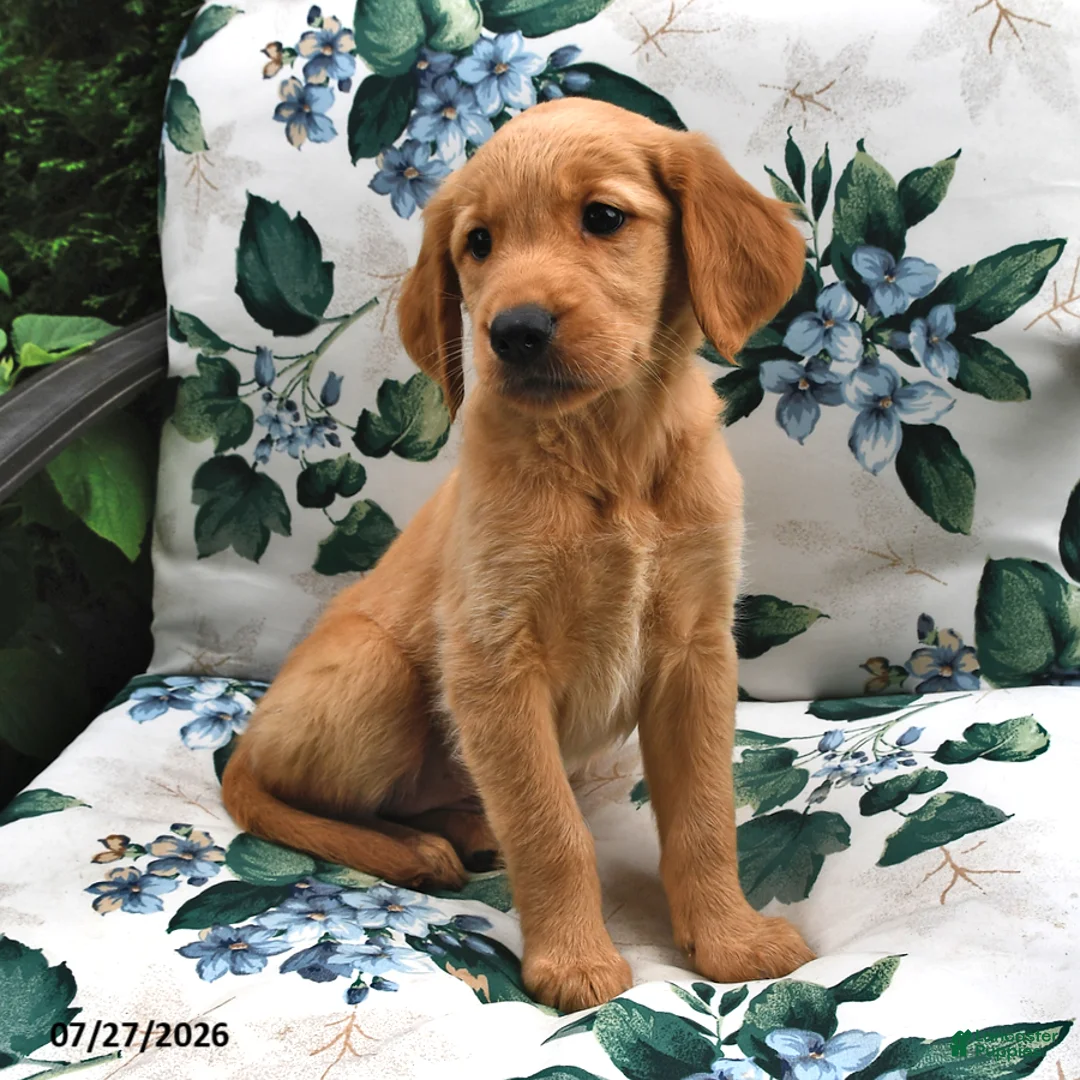 Golden Retriever dogs for sale: Jackie - Ad 2