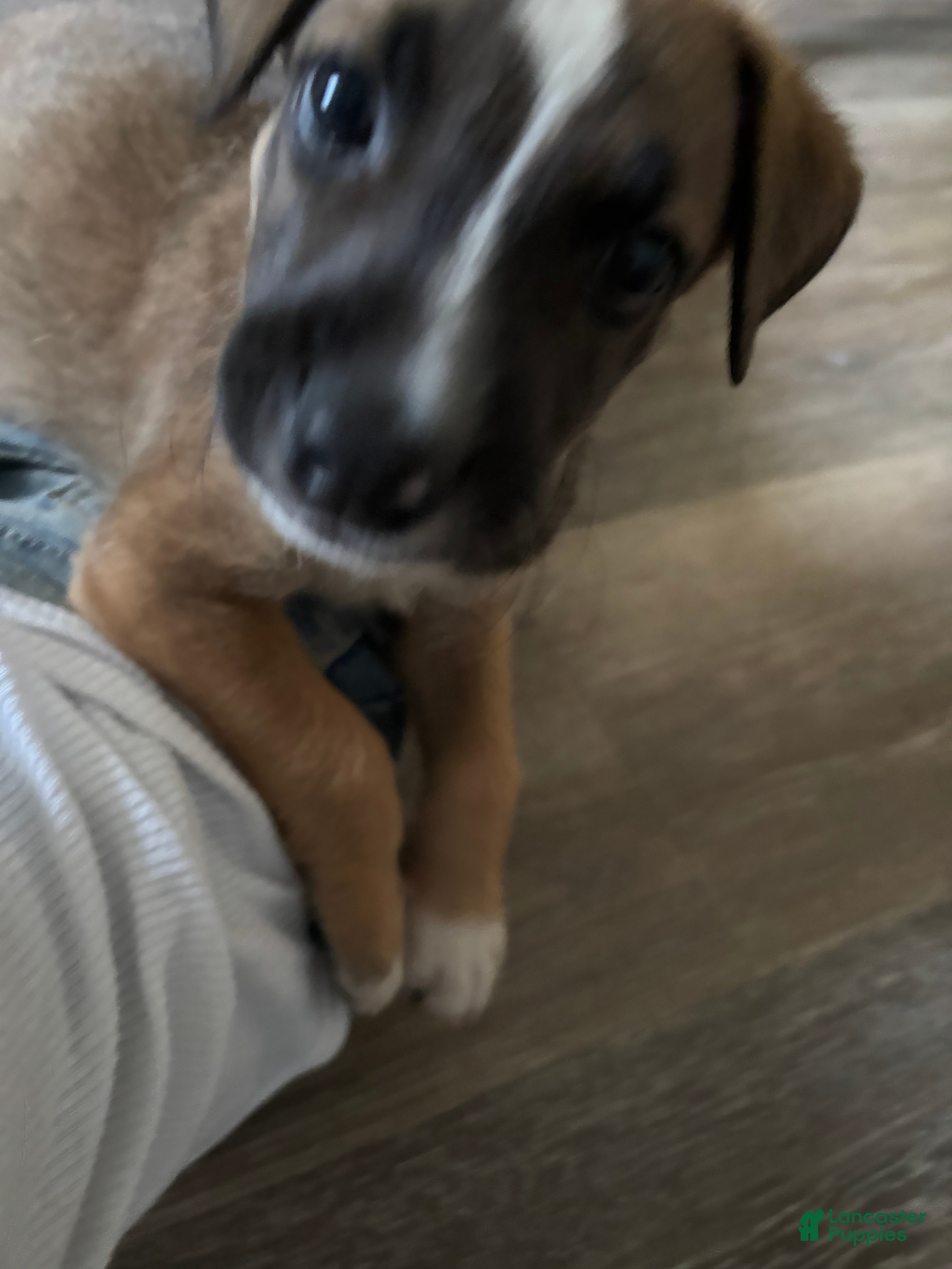 Mixed Breed dogs Mixed Breed 1 - Ad 39