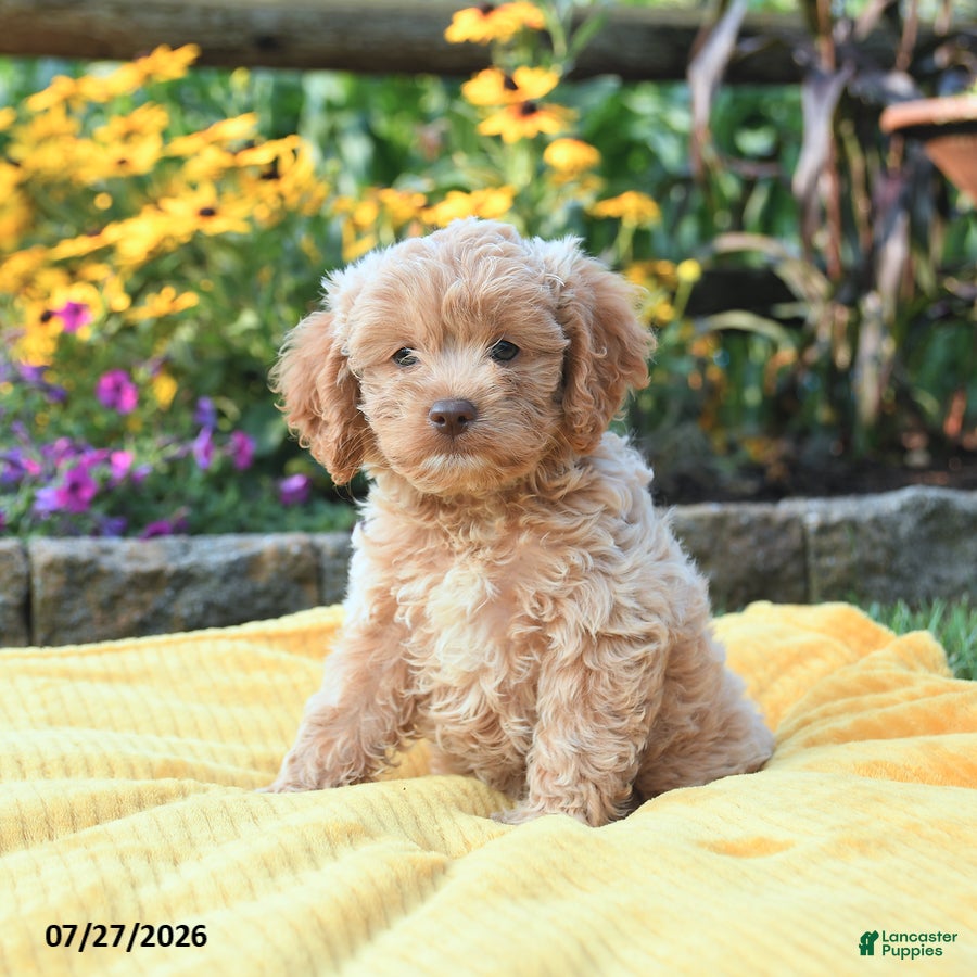 Cockapoo dogs Lilah - Ad 2
