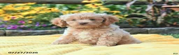 Cockapoo dogs for sale: Lilah - Ad 2