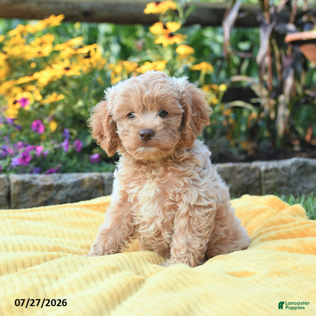 Cockapoo dogs for sale: Lilah - Ad 2