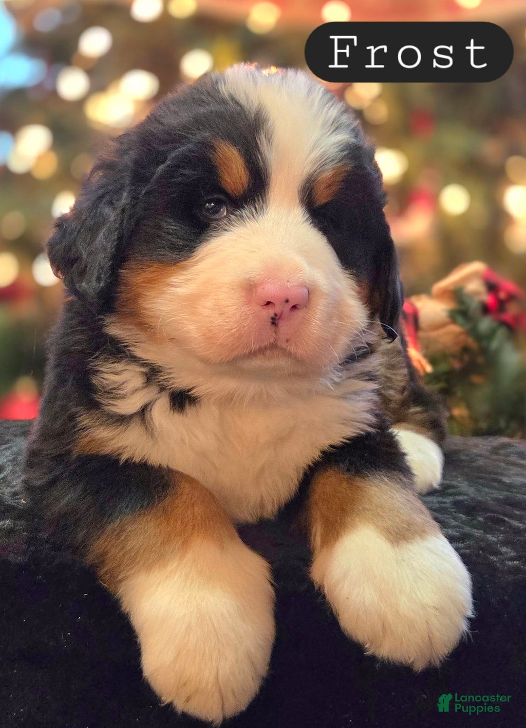 Bernese Mountain Dog dogs for sale: Frost - Ad 4