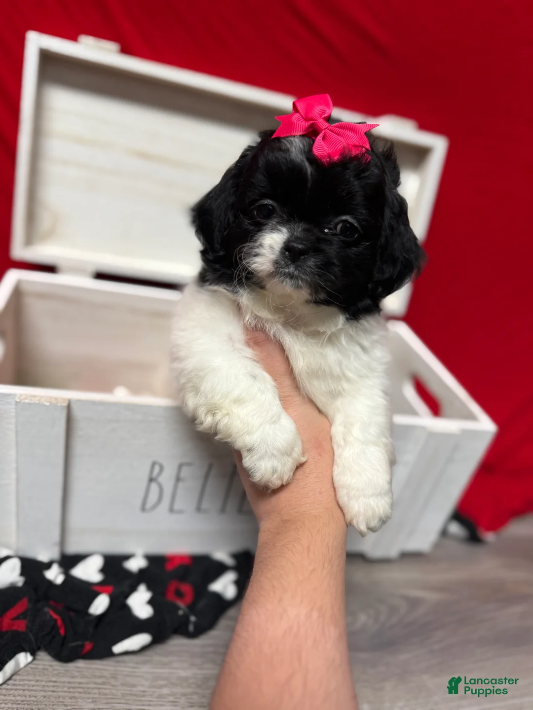 Shihpoo dogs for sale: Glinda  - Ad 18