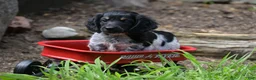 Miniature Dachshund dogs for sale: Max - Ad 5