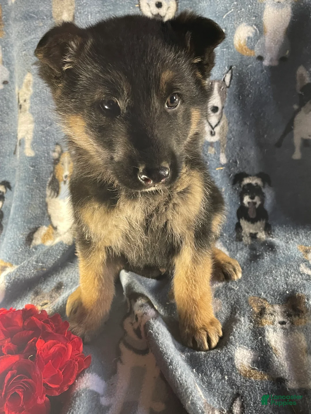 German Shepherd dogs for sale: Bear - Ad 2