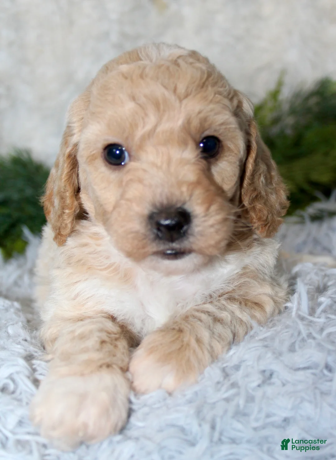 Bichpoo dogs for sale: Bichpoo 2 - Ad 5