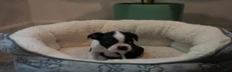 Boston Terrier dogs for sale: Bulldozer - Ad 4