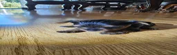 Yorkshire Terrier dogs for sale: Yorkshire Terrier 2 - Ad 4