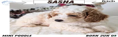 Sasha