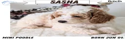 Miniature Poodle dogs for sale: Sasha - Ad 1