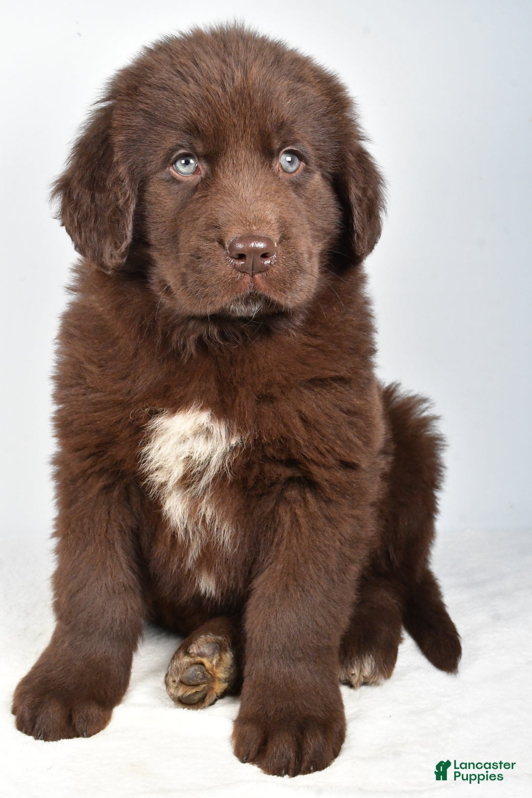 Newfoundland dogs for sale: Patrick - Ad 7