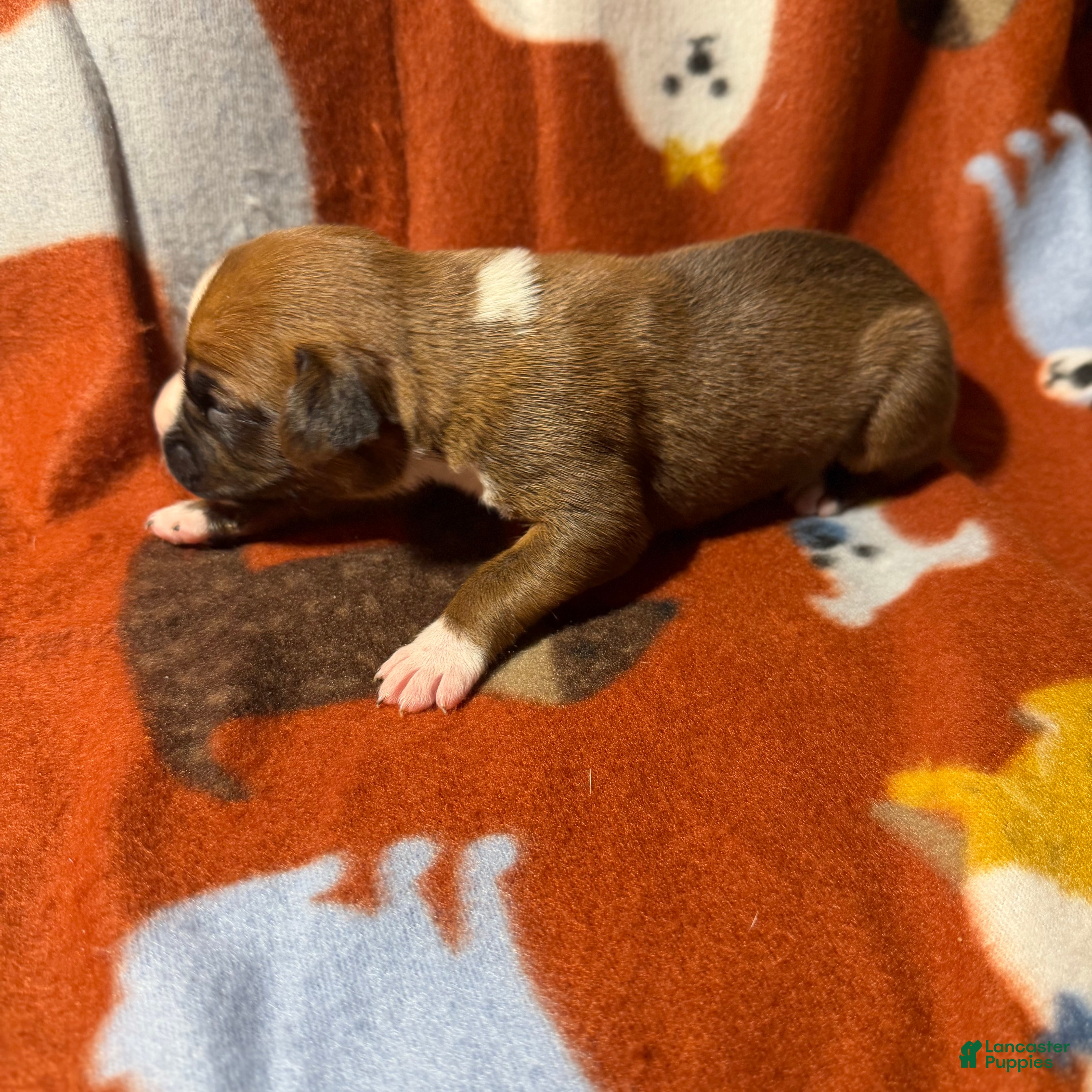 Boxer dogs Ginger - Ad 8