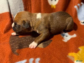 Boxer dogs Ginger - Ad 4