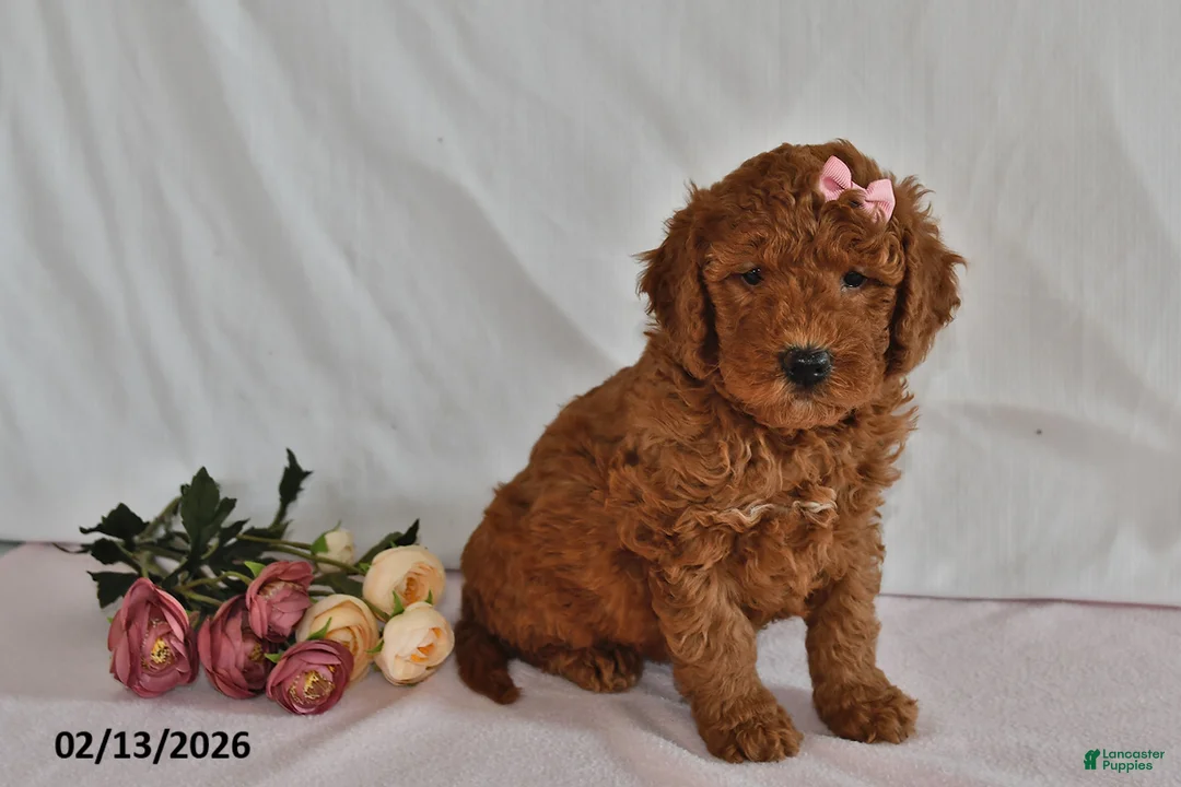 Mini Goldendoodle dogs for sale: Luna  - Ad 1