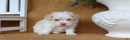 Toy Poodle dogs for sale: Dakota - Ad 4