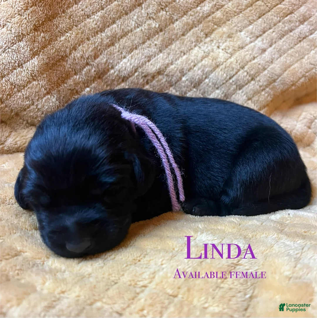Labrador Retriever dogs for sale: Linda - Ad 1