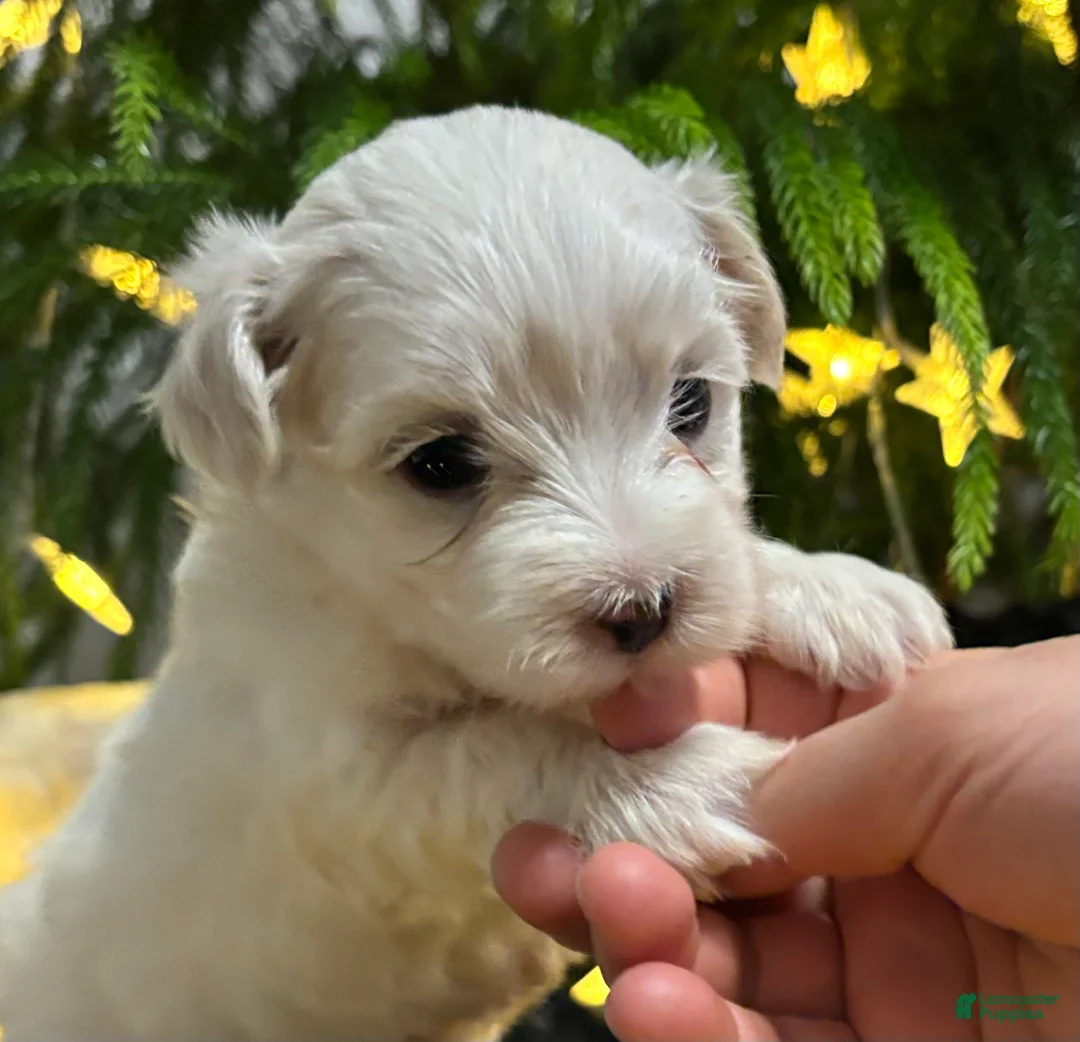 Maltese dogs for sale: Cody - Ad 4