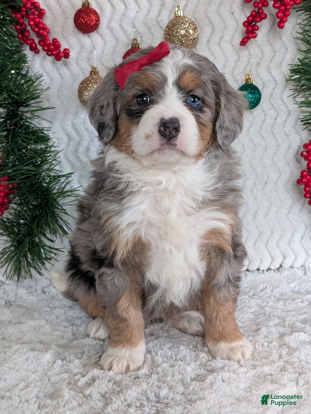 Mini Bernedoodle dogs for sale: Mini Daisy  - Ad 2