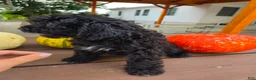 Cavapoo dogs for sale: Winston - Ad 7
