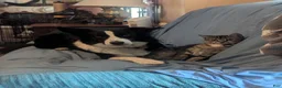 Border Collie dogs for sale: Border Collie 6 - Ad 2