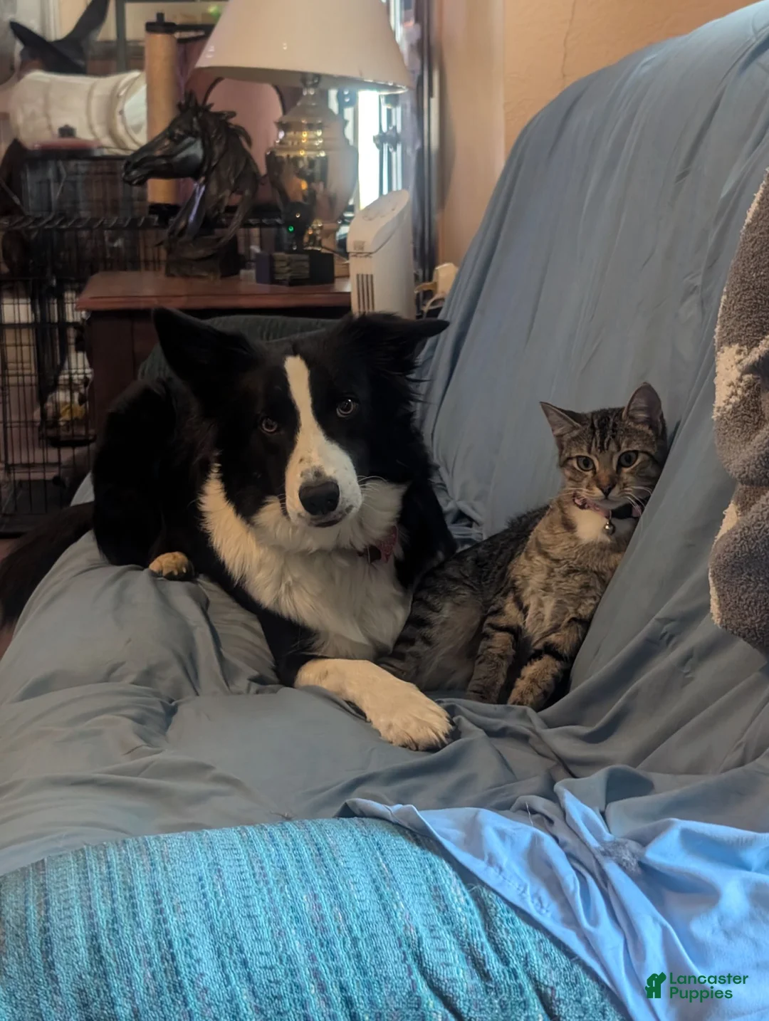 Border Collie dogs for sale: Border Collie 6 - Ad 2
