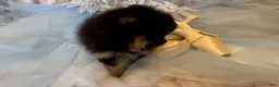 Pomeranian dogs for sale: Josephine - Ad 5