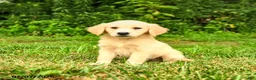 Golden Retriever dogs for sale: Mikayla - Ad 6