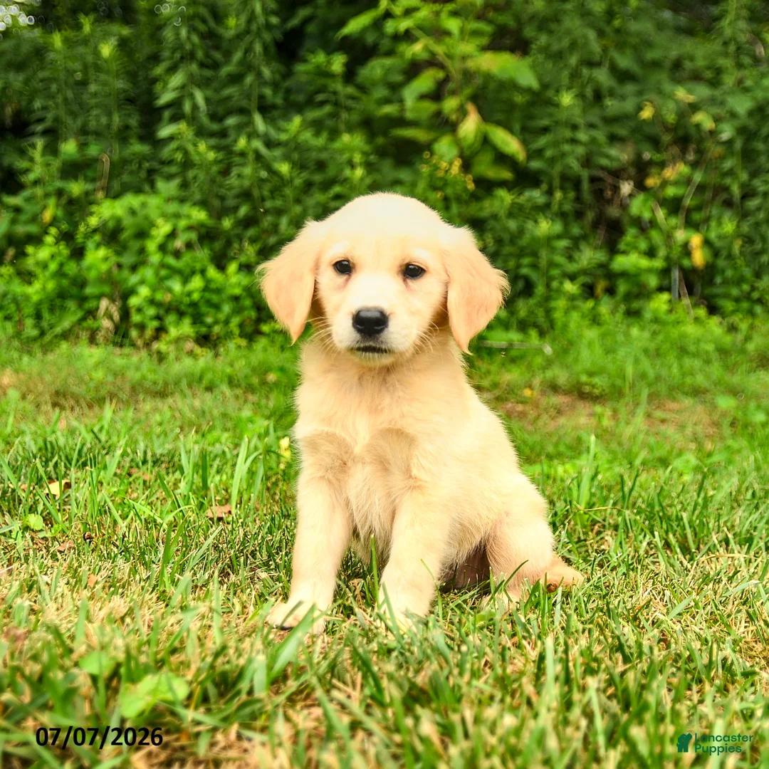 Golden Retriever dogs for sale: Mikayla - Ad 6