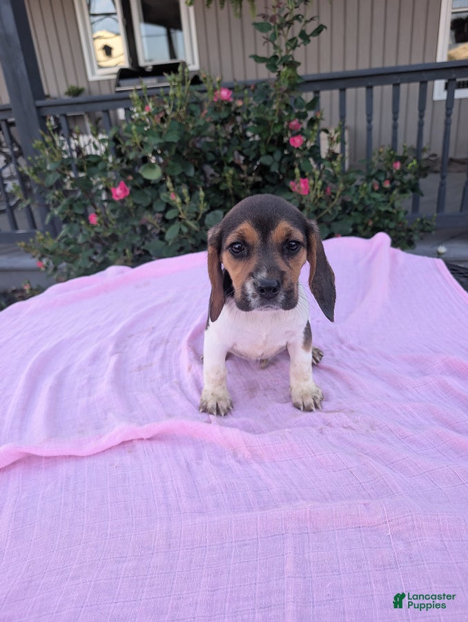 Beagle dogs Sandy - Ad 1
