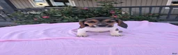 Beagle dogs for sale: Sandy - Ad 1