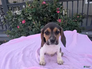 Beagle dogs for sale: Sandy - Ad 4