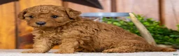 Miniature Poodle dogs for sale: Pearl - Ad 2