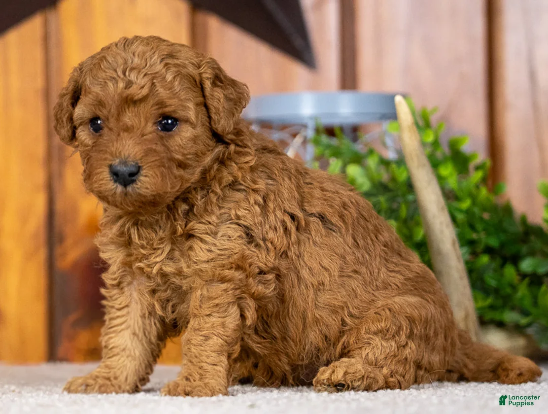 Miniature Poodle dogs for sale: Pearl - Ad 2