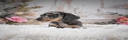 Miniature Dachshund dogs for sale: Phoenix-AKC - Ad 16