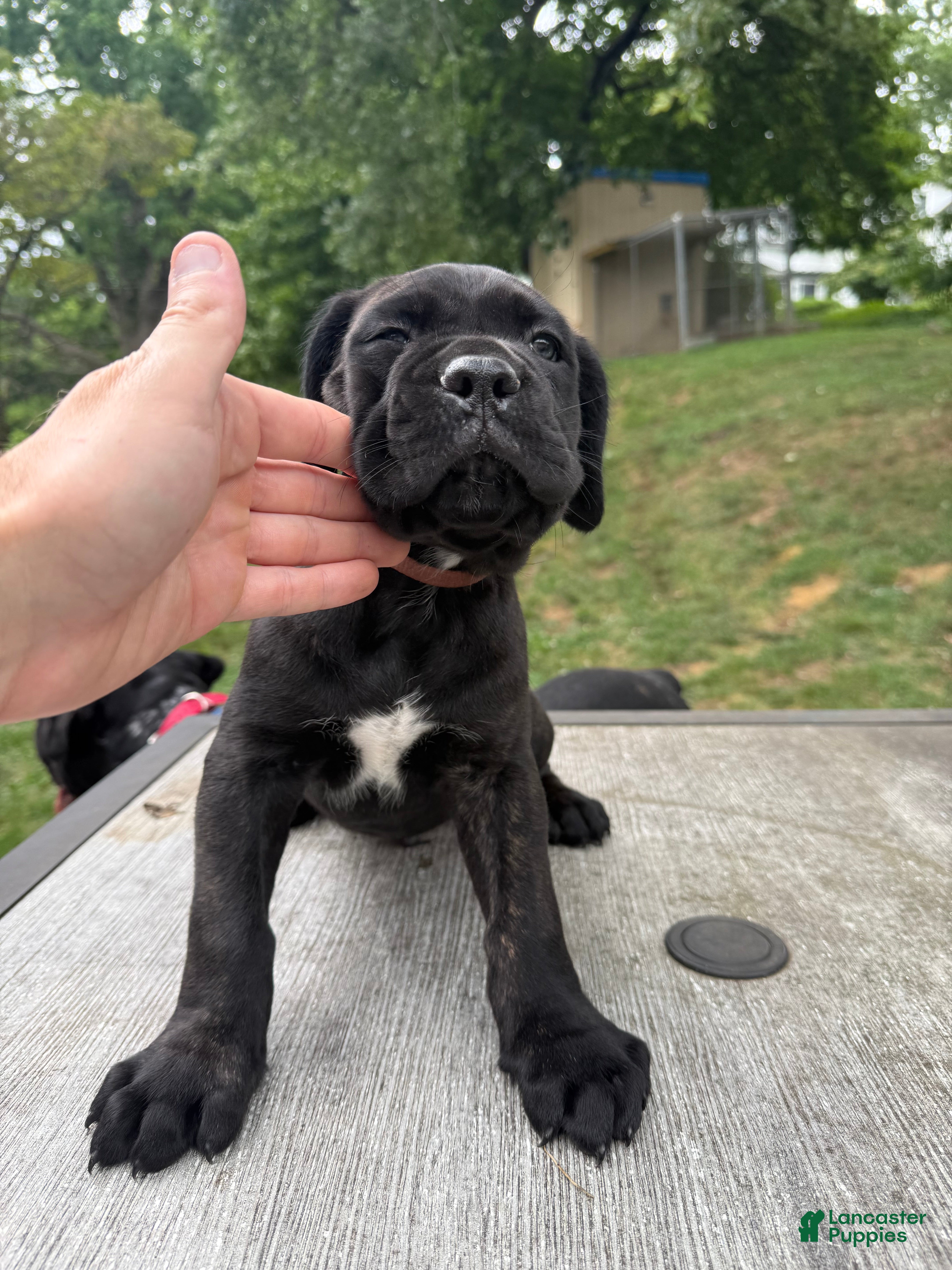 Cane Corso dogs Brown collar - Ad 2