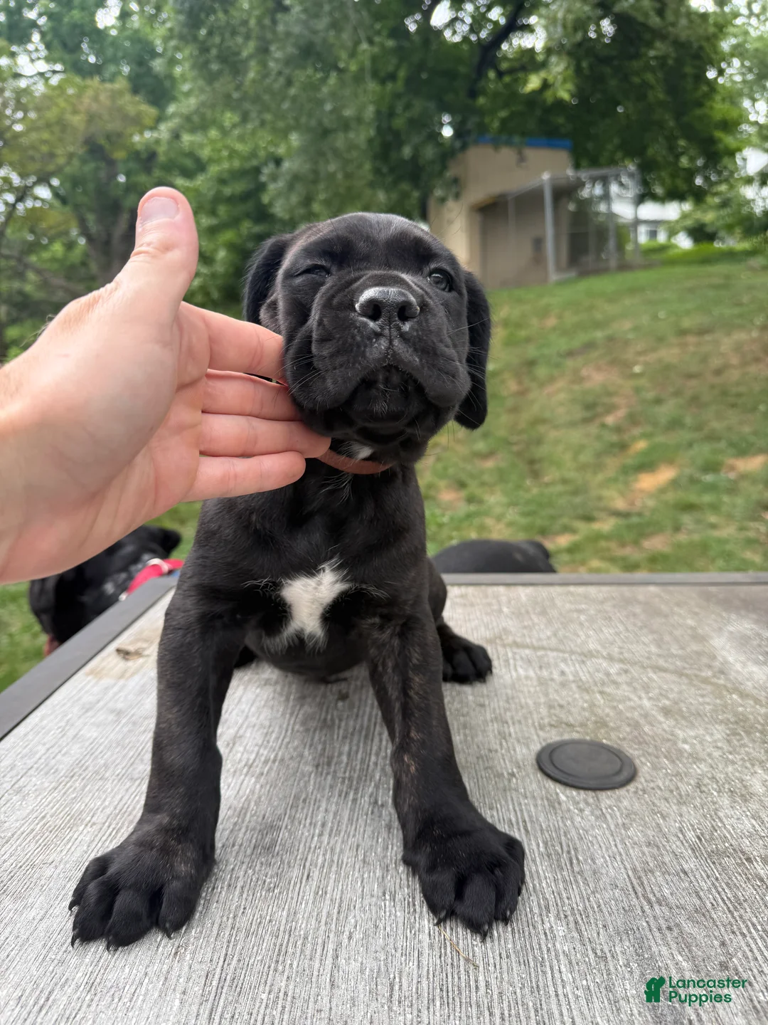 Cane Corso dogs for sale: Brown collar - Ad 2